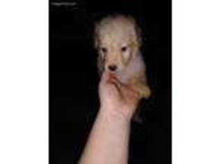 Goldendoodle Puppy for sale in Loxley, AL, USA