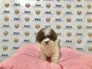 Shih-Poo Puppy for sale in Temple City, CA, USA