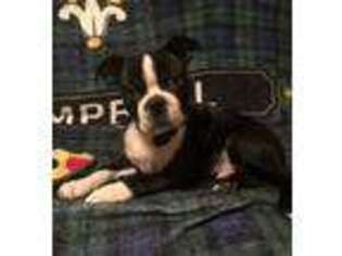 Boston Terrier Puppy for sale in Williamsburg, KY, USA
