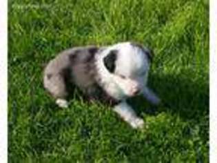 Miniature Australian Shepherd Puppy for sale in Hamer, ID, USA