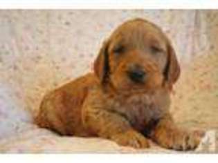 Goldendoodle Puppy for sale in NORTONVILLE, KY, USA