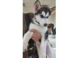 Siberian Husky Puppy for sale in Pelham, NH, USA