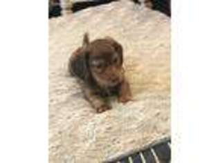 Dachshund Puppy for sale in Mcalester, OK, USA