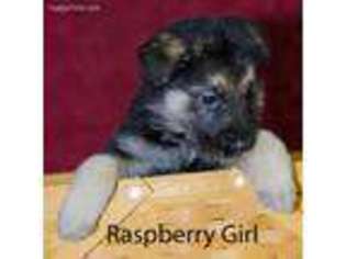 German Shepherd Dog Puppy for sale in Marshall, IL, USA