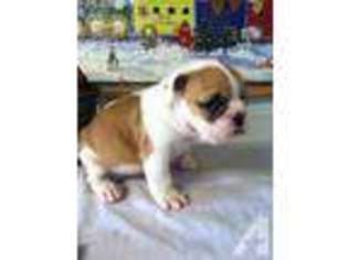 Bulldog Puppy for sale in MOUNT OLIVE, NC, USA