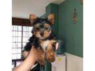 Yorkshire Terrier Puppy for sale in Ridgewood, NY, USA