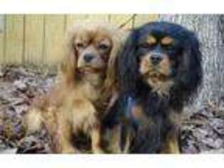 Cavalier King Charles Spaniel Puppy for sale in Chesterfield, VA, USA