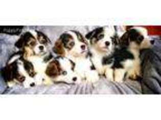Pembroke Welsh Corgi Puppy for sale in Coshocton, OH, USA