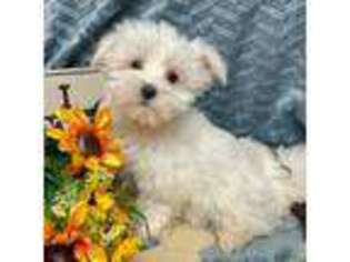 Maltese Puppy for sale in Ozone Park, NY, USA
