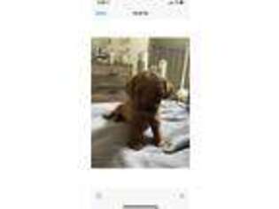 Cavapoo Puppy for sale in Bellmore, NY, USA