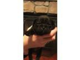 French Bulldog Puppy for sale in Germantown, NY, USA