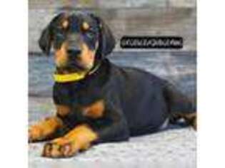 Doberman Pinscher Puppy for sale in Cincinnati, OH, USA