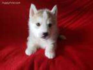 Siberian Husky Puppy for sale in Whittier, CA, USA