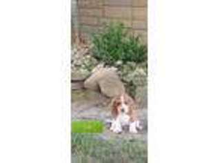 Basset Hound Puppy for sale in Leesburg, OH, USA