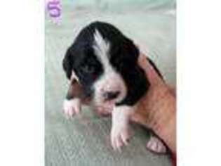 English Springer Spaniel Puppy for sale in Weatherford, TX, USA
