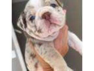 Bulldog Puppy for sale in Pinnacle, NC, USA