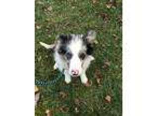 Border Collie Puppy for sale in New Windsor, MD, USA