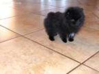 Pomeranian Puppy for sale in Toppenish, WA, USA