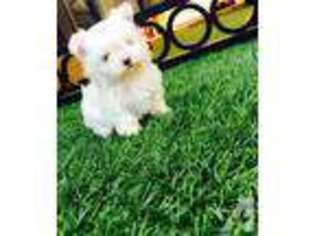 Maltese Puppy for sale in CITY OF INDUSTRY, CA, USA