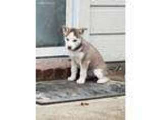 Siberian Husky Puppy for sale in Plano, TX, USA