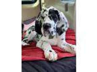 Great Dane Puppy for sale in Greeneville, TN, USA