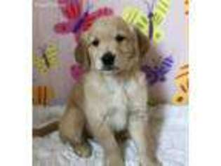 Golden Retriever Puppy for sale in Peru, IL, USA