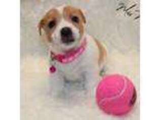 Jack Russell Terrier Puppy for sale in Grand Junction, CO, USA