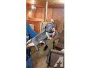 Dachshund Puppy for sale in ALTOONA, AL, USA