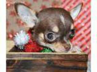 Chihuahua Puppy for sale in Richmond, VA, USA