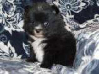 Pomeranian Puppy for sale in Hesperia, CA, USA