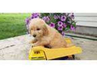 Goldendoodle Puppy for sale in Bourbon, IN, USA