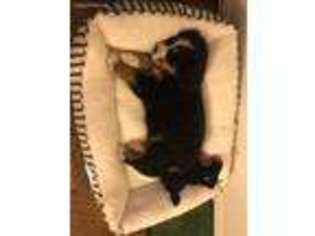 Bernese Mountain Dog Puppy for sale in Flushing, NY, USA
