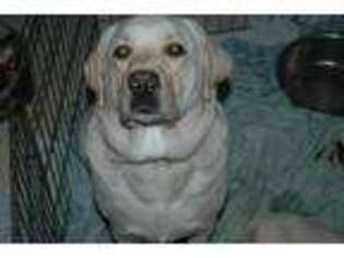 Labrador Retriever Puppy for sale in HARTFORD, CT, USA