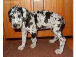 Great Dane Puppy for sale in Charlotte, MI, USA