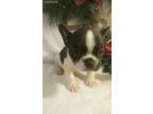 French Bulldog Puppy for sale in Folsom, LA, USA