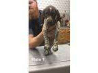 German Shorthaired Pointer Puppy for sale in Rosebud, MO, USA
