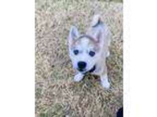 Alaskan Klee Kai Puppy for sale in Irving, TX, USA
