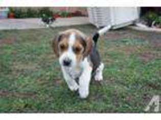 Beagle Puppy for sale in STEVENSVILLE, MT, USA