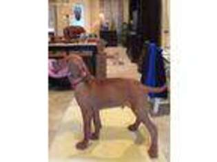 Vizsla Puppy for sale in George West, TX, USA