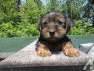Yorkshire Terrier Puppy for sale in DERRY, NH, USA