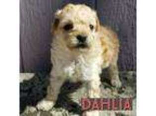 Mutt Puppy for sale in Darien, IL, USA