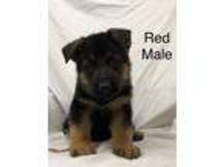 German Shepherd Dog Puppy for sale in Jacksonville, IL, USA