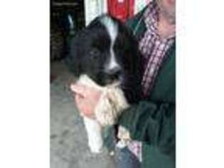 Newfoundland Puppy for sale in Church Hill, TN, USA