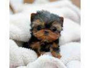 Yorkshire Terrier Puppy for sale in Jackson, MS, USA