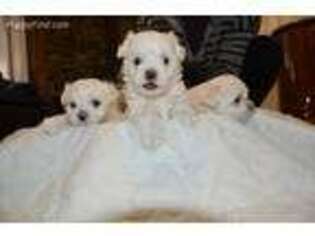 Maltese Puppy for sale in Victorville, CA, USA