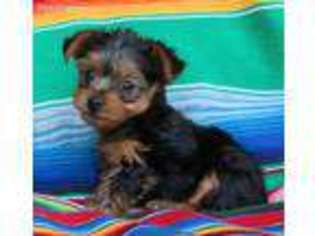 Yorkshire Terrier Puppy for sale in Blanchard, OK, USA