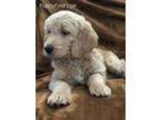 Goldendoodle Puppy for sale in Chillicothe, IL, USA