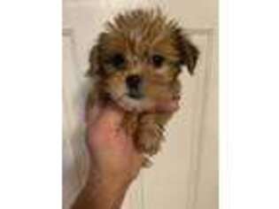 Yorkshire Terrier Puppy for sale in Berlin, CT, USA