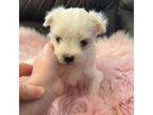 Maltese Puppy for sale in Chicopee, MA, USA