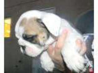 Bulldog Puppy for sale in VISALIA, CA, USA